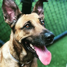 German Shepherd Dog-Great Dane Mix Dogs for adoption in Coconut Creek, FL, USA