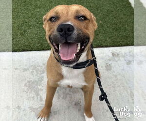 Boxer-Unknown Mix Dogs for adoption in Washington, DC, USA