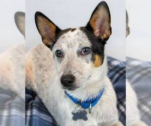 Jack Russell Terrier-Unknown Mix Dogs for adoption in Kennesaw, GA, USA