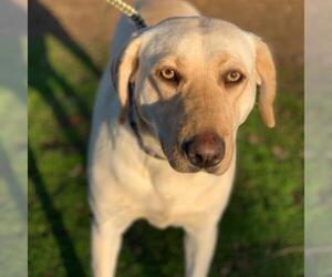 Labrador Retriever Dogs for adoption in San Diego, CA, USA