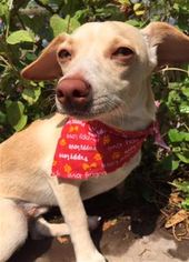 Chiweenie Dogs for adoption in Kailua Kona , HI, USA