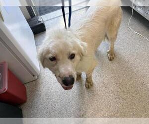 Great Pyrenees-Unknown Mix Dogs for adoption in Visalia, CA, USA