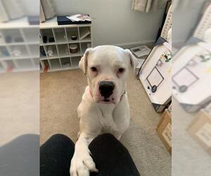 American Bulldog Dogs for adoption in Brighton, CO, USA