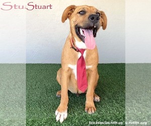 Mutt Dogs for adoption in San Diego, CA, USA