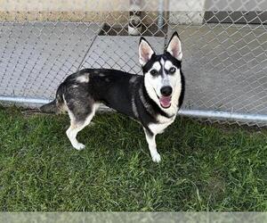 Siberian Husky-Unknown Mix Dogs for adoption in Grand Prairie, TX, USA