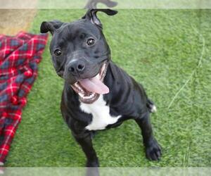 American Staffordshire Terrier-Unknown Mix Dogs for adoption in Tallahassee, FL, USA