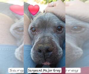 American Bulldog Dogs for adoption in Louisville, KY, USA