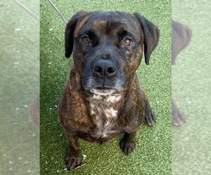 Mutt Dogs for adoption in Fayetteville, NC, USA