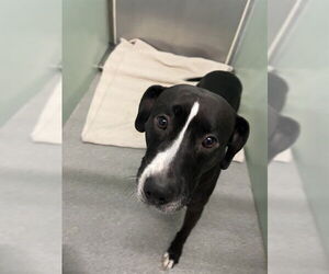American Pit Bull Terrier-Labrador Retriever Mix Dogs for adoption in Palmetto, FL, USA
