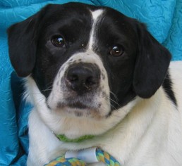 Border Collie-Unknown Mix Dogs for adoption in Cuba, NY, USA