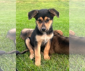 Shepradors Dogs for adoption in Princeton, MN, USA