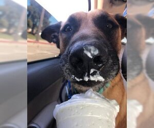 Medium Photo #11 Mutt Puppy For Sale in Ventura, CA, USA