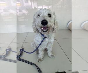 Cock-A-Poo-Poodle (Miniature) Mix Dogs for adoption in Lake Elsinore, CA, USA