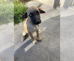 German Shepherd Dog-Unknown Mix Dogs for adoption in San Antonio, TX, USA