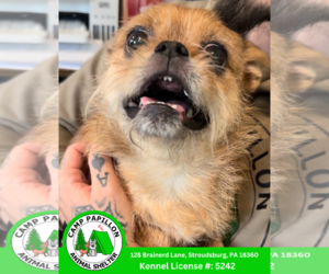 Mutt Dogs for adoption in Stroudsburg, PA, USA