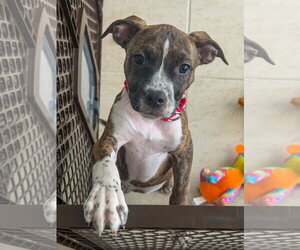 Bullypit Dogs for adoption in Lighthouse Point, FL, USA