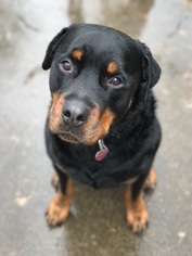 Rottweiler Dogs for adoption in Pearland, TX, USA