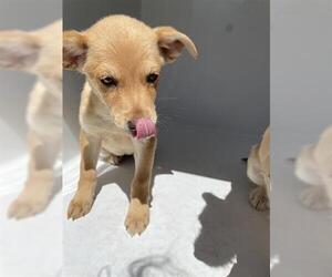 Labrador Retriever-Unknown Mix Dogs for adoption in Houston, TX, USA