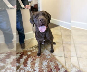 Mastador Dogs for adoption in Holly Springs, NC, USA
