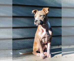American Pit Bull Terrier-Unknown Mix Dogs for adoption in Durham, NC, USA