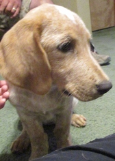Medium Photo #1 Basset Hound-Red Heeler Mix Puppy For Sale in Von Ormy, TX, USA