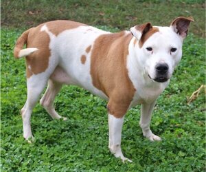 American Staffordshire Terrier Dogs for adoption in Jackson, MS, USA