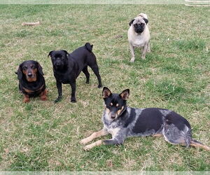 Mutt Dogs for adoption in Garden City, NY, USA