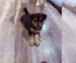 Mutt Dogs for adoption in Plainfield, IL, USA