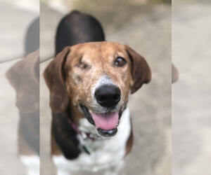 English Foxhound-Unknown Mix Dogs for adoption in Guilford, CT, USA