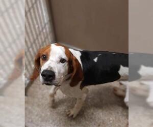 American Foxhound Dogs for adoption in Clyde, NC, USA