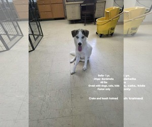 Colonial Cocker Spaniel-Labrador Retriever Mix Dogs for adoption in Plainfield, IL, USA