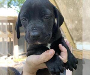 Mastiff Dogs for adoption in Freeport, FL, USA