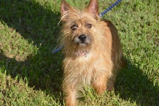 Cairn Terrier Dogs for adoption in Brighton, TN, USA