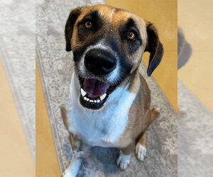 Mutt Dogs for adoption in Palmetto, FL, USA