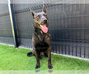 Mutt Dogs for adoption in Orange, CA, USA