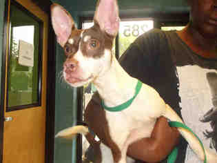 Rat Terrier Dogs for adoption in Murfreesboro, TN, USA
