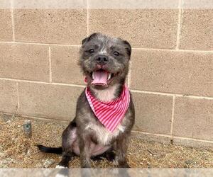 Border Terrier-Unknown Mix Dogs for adoption in Orange, CA, USA