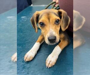 Black and Tan Coonhound-Unknown Mix Dogs for adoption in Mobile, AL, USA