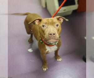 American Pit Bull Terrier Dogs for adoption in Long Beach, CA, USA