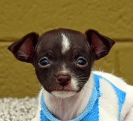 Chihuahua Dogs for adoption in Glendale , AZ, USA