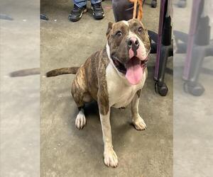 American Staffordshire Terrier-Unknown Mix Dogs for adoption in Camarillo, CA, USA