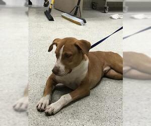 American Foxhound-Unknown Mix Dogs for adoption in Conroe, TX, USA