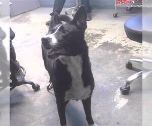 Shepradors Dogs for adoption in Tallahassee, FL, USA