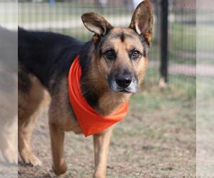 German Shepherd Dog Dogs for adoption in San Antonio, TX, USA