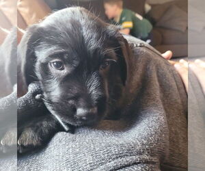 Chinese Shar-Pei-Unknown Mix Dogs for adoption in New London, WI, USA