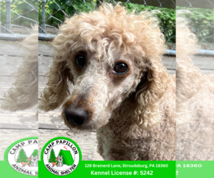 Poodle (Standard) Dogs for adoption in Stroudsburg, PA, USA