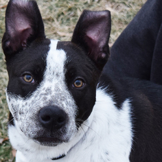 Small Border Collie