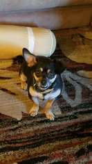 Chiweenie Dogs for adoption in Altus, OK, USA