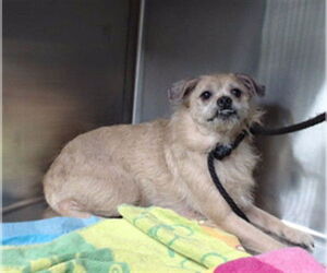 Chihuahua-Unknown Mix Dogs for adoption in Downey, CA, USA