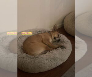 Labrador Retriever-Unknown Mix Dogs for adoption in Woodland Hills, CA, USA